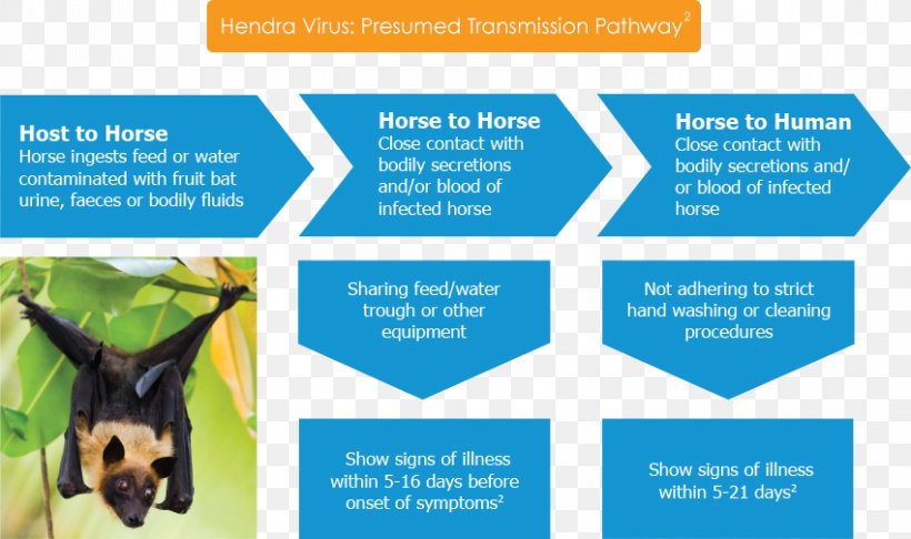 Bat Hendra Virus Little Red Flying Fox Horse, PNG, 850x504px, Bat, Advertising, Brand, Brochure, Disease Download Free