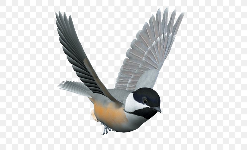 Bird Cage, PNG, 500x500px, Bird, Beak, Bird Control, Bird Control Spike, Bird Feeders Download Free