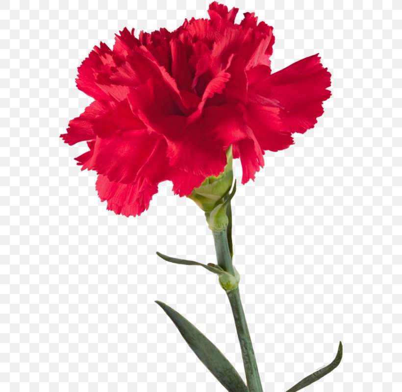 Carnation Transvaal Daisy Fuchsia Clip Art, PNG, 579x800px, Carnation, Bitmap, Color, Cut Flowers, Dianthus Download Free