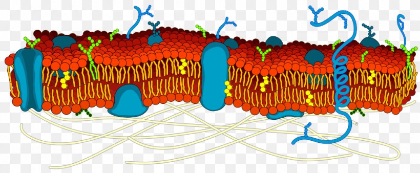 Cell Membrane Biological Membrane Lipid Bilayer Biology, PNG, 1000x413px, Cell Membrane, Biological Membrane, Biology, Cell, Cell Adhesion Download Free