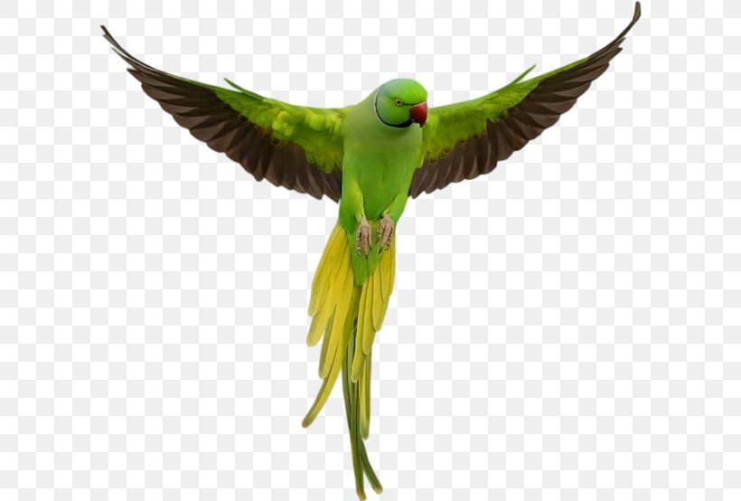 Parrot Bird Clip Art, PNG, 600x554px, Parrot, Beak, Bird, Common Pet Parakeet, Eclectus Parrot Download Free