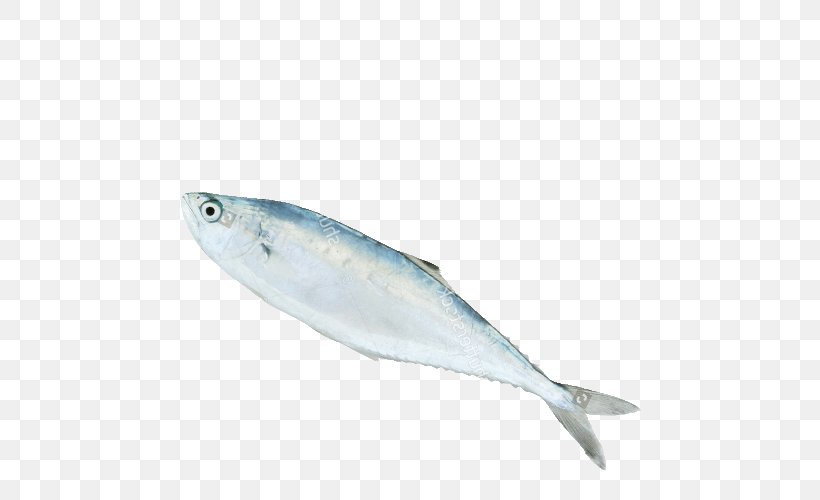 Sardine Fish Products Mackerel Oily Fish 09777, PNG, 500x500px, Sardine, Anchovy, Bonito, Bony Fish, Fin Download Free