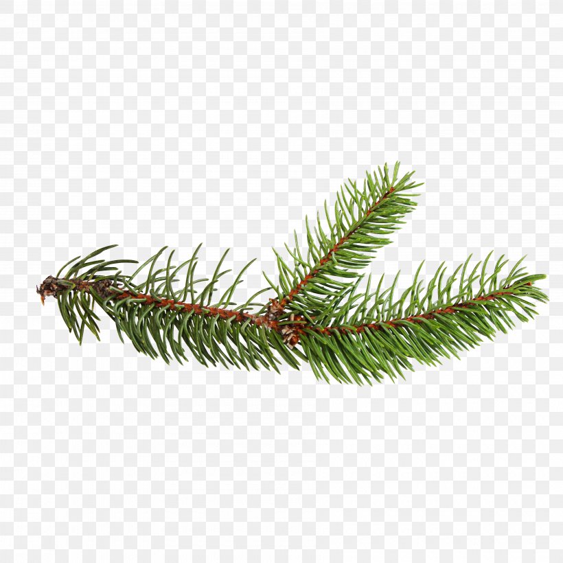 Spruce Christmas Ornament Evergreen, PNG, 3600x3600px, Spruce, Branch, Christmas, Christmas Ornament, Conifer Download Free