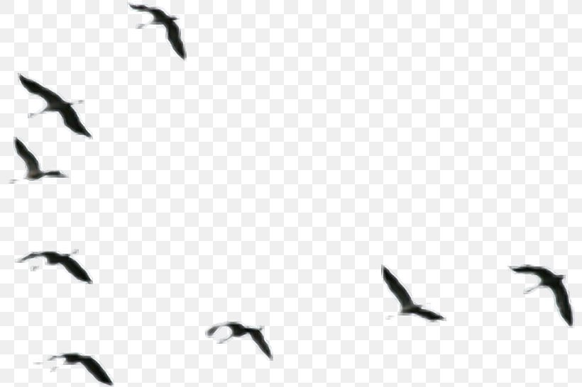 Water Bird Ducks, Geese And Swans Goose Bird Migration, PNG, 800x546px, Bird, Animal Migration, Beak, Bird Migration, Black And White Download Free
