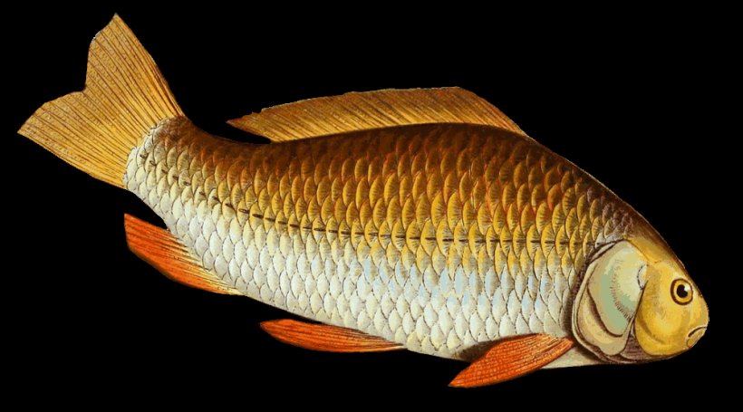 Common Carp Goldfish Tilapia Prussian Carp, PNG, 1000x555px, Carp, Animal Figure, Black Carp, Bony Fish, Carassius Download Free
