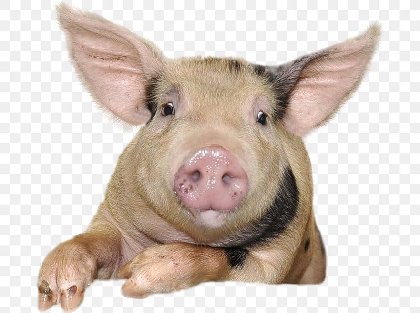 Domestic Pig Suidae Clip Art, PNG, 684x612px, Domestic Pig, Conversation Threading, Digital Image, Fauna, Image Resolution Download Free