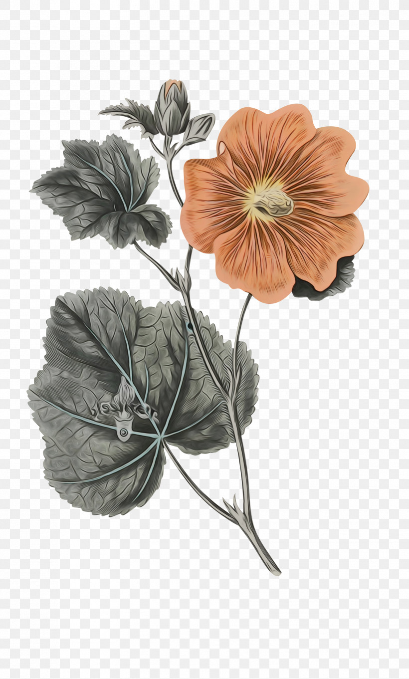 Flower Petal Plant Science Biology, PNG, 1807x3000px, Watercolor, Biology, Flower, Paint, Petal Download Free
