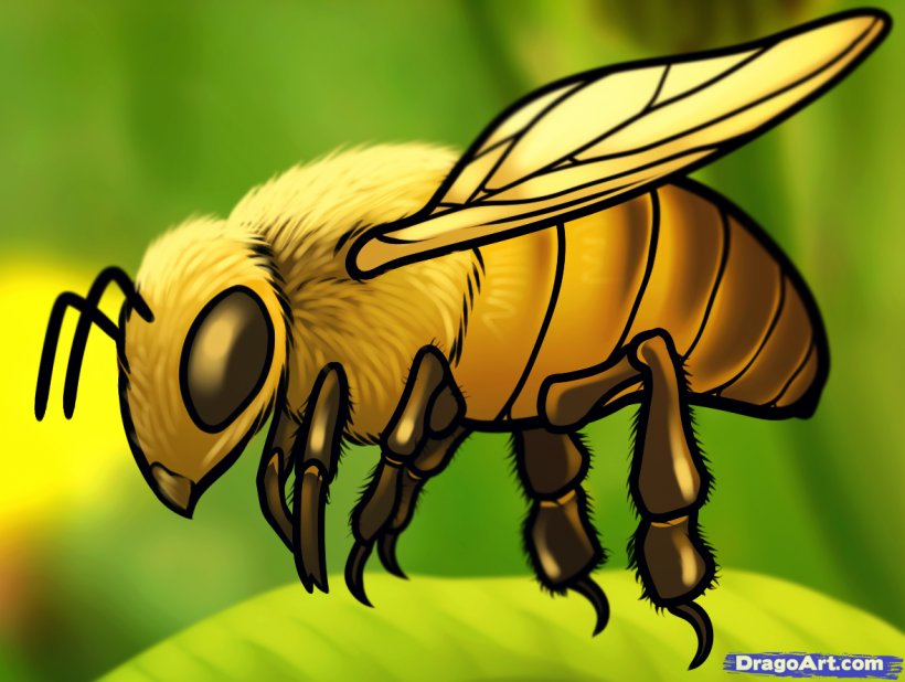 Honey Bee Drawing How-to Clip Art, PNG, 1179x889px, Bee, Animal, Art, Arthropod, Beehive Download Free