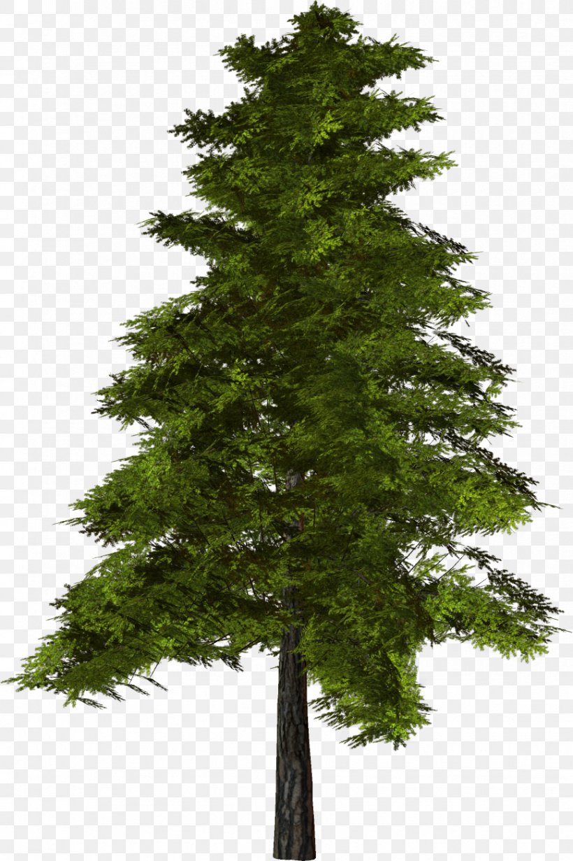 Tree Pine Clip Art, PNG, 867x1302px, Tree, Biome, Branch, Christmas Tree, Computer Graphics Download Free