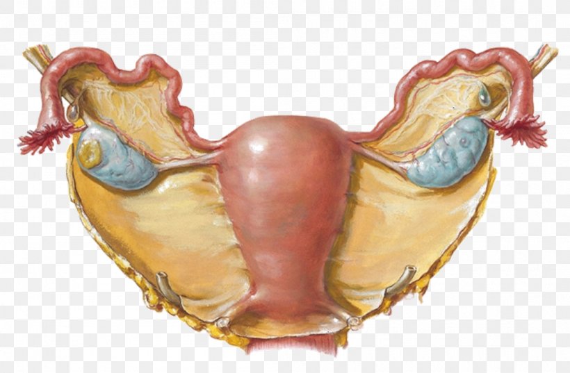 Broad Ligament Of The Uterus Fallopian Tube Round Ligament Of Uterus, PNG, 1050x688px, Watercolor, Cartoon, Flower, Frame, Heart Download Free