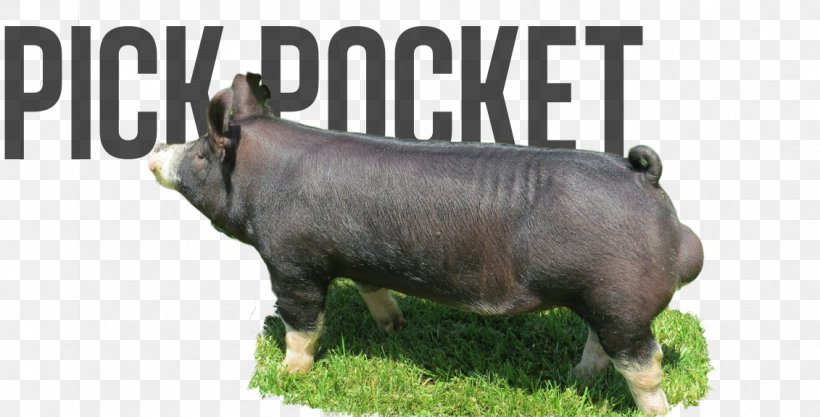 Domestic Pig Cattle Mammal Fauna, PNG, 1131x576px, Domestic Pig, Animal, Cattle, Cattle Like Mammal, Fauna Download Free