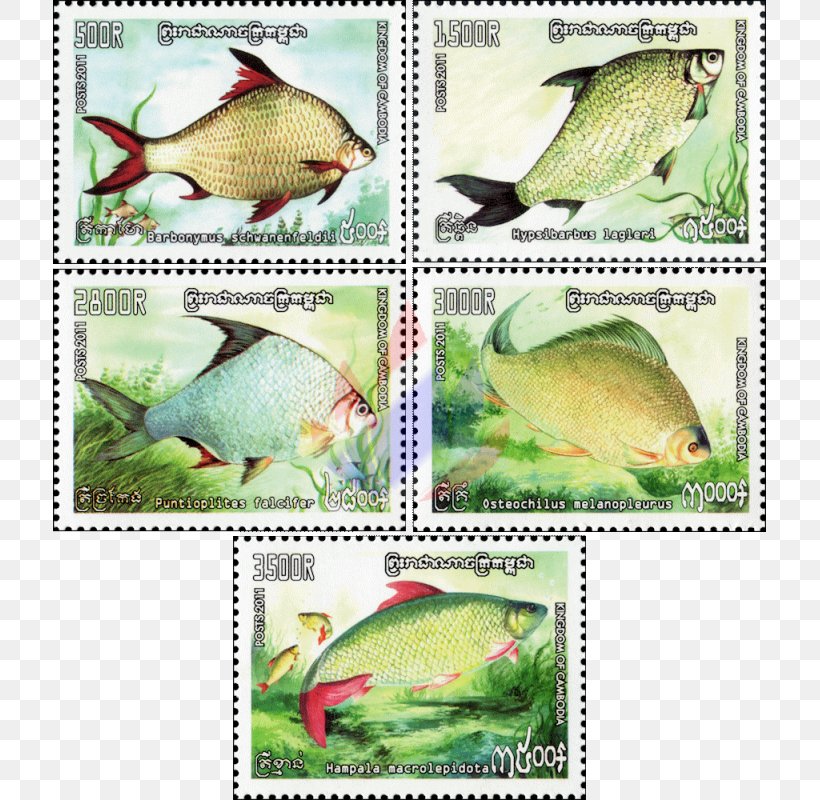 Ecosystem Fauna Marine Biology Beak, PNG, 800x800px, Ecosystem, Beak, Biology, Bird, Fauna Download Free