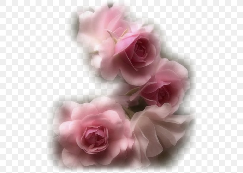 Garden Roses Flower Pink, PNG, 521x584px, Garden Roses, Cut Flowers, Floribunda, Flower, Flowering Plant Download Free
