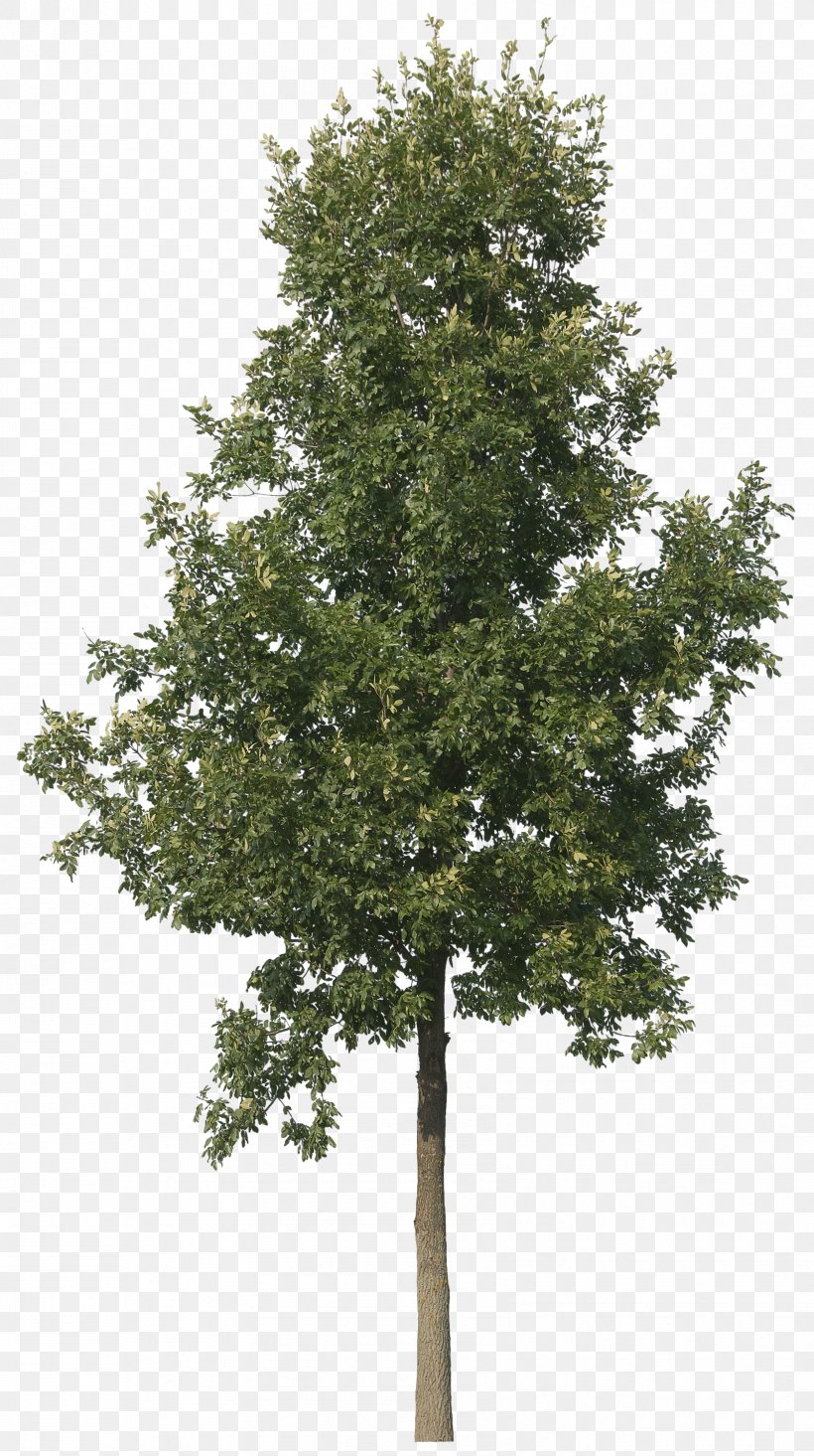 Tree Spruce Adobe Photoshop Oak Plants, PNG, 1679x3000px, Tree, Branch, Conifer, Evergreen, Fir Download Free