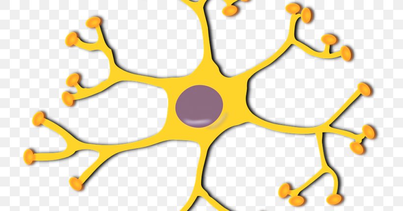 Clip Art Motor Neuron Nervous System Interneuron, PNG, 730x430px, Neuron, Area, Brain, Cell, Cerebral Cortex Download Free