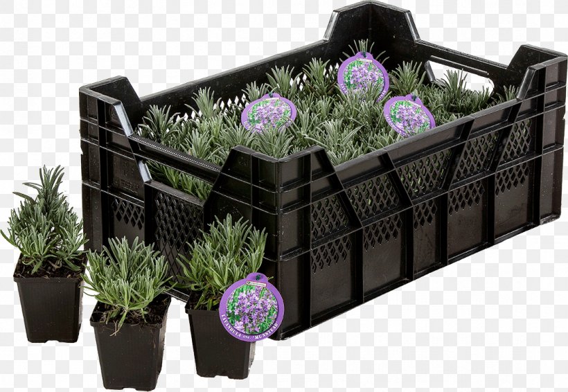 English Lavender Flowerpot Herb Perennial Plant, PNG, 1086x750px, English Lavender, Botany, Common Sage, Dahlia, Evergreen Download Free