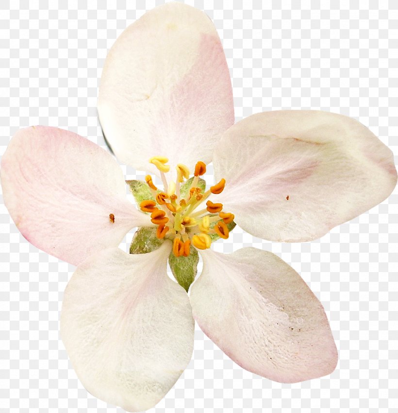 Flower Vecteur Clip Art, PNG, 1157x1200px, Flower, Blossom, Creativity, Cut Flowers, Designer Download Free