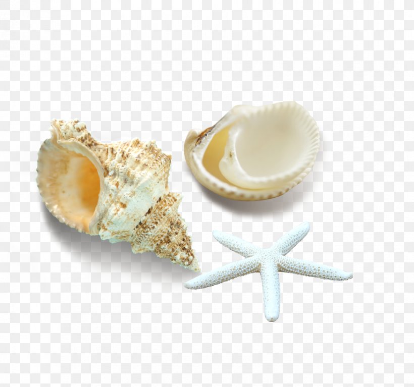 Seashell Starfish Computer File, PNG, 876x820px, Seashell, Conch, Gratis, Resource, Sea Download Free
