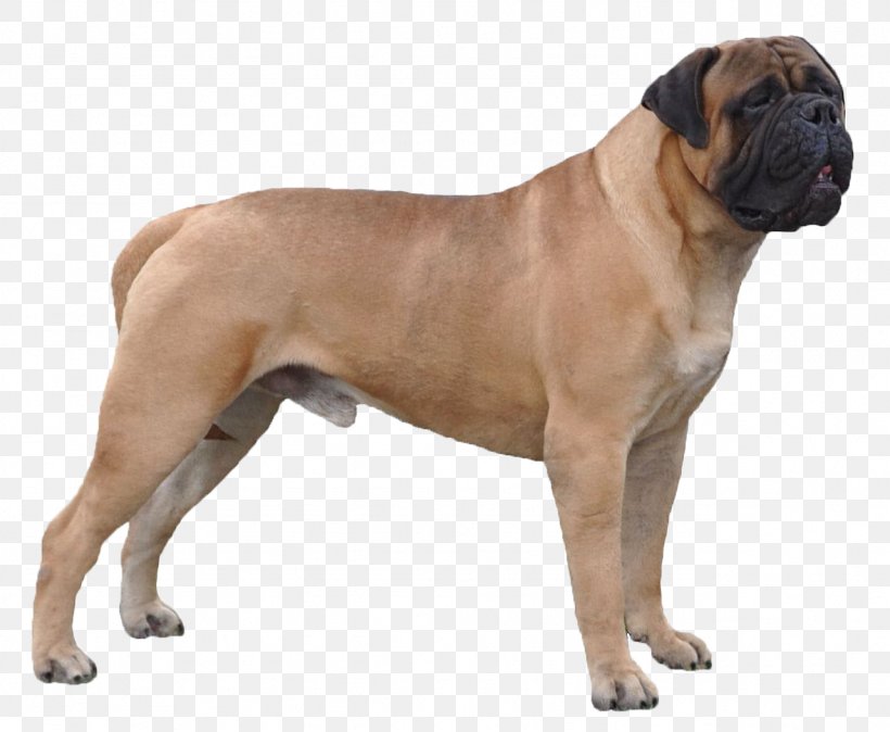 Valley Bulldog Bullmastiff Dorset Olde Tyme Bulldogge Boerboel Olde English Bulldogge, PNG, 1281x1053px, Valley Bulldog, Australian Bulldog, Boerboel, Breed, Bulldog Download Free