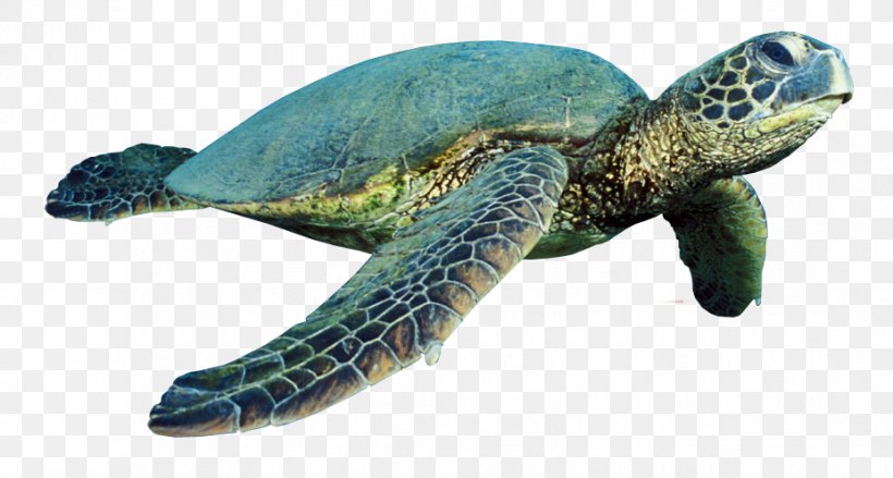 Green Sea Turtle Reptile, PNG, 928x497px, Turtle, Animal, Animal Figure, Carapace, Emydidae Download Free
