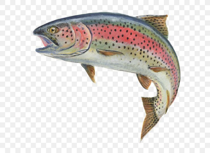 Rainbow Trout Fly Fishing, PNG, 720x600px, Rainbow Trout, Bony Fish, Brown Trout, Coastal Cutthroat Trout, Cutthroat Trout Download Free