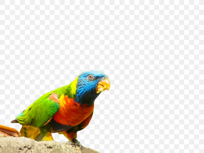 Bird Parrot Beak Budgie Macaw, PNG, 2308x1732px, Bird, Adaptation, Beak, Budgie, Lorikeet Download Free