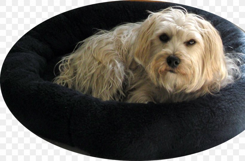 Cockapoo Maltese Dog Yorkshire Terrier Tibetan Terrier Lhasa Apso, PNG, 1576x1037px, Cockapoo, Bolonka, Carnivoran, Cavachon, Cavapoo Download Free