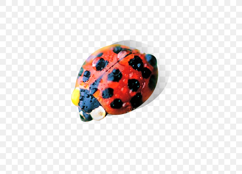 Insect Ladybird, PNG, 591x591px, Insect, Beetle, Coccinella Septempunctata, Invertebrate, Ladybird Download Free