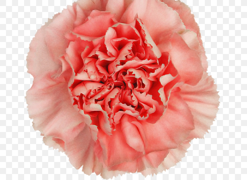 Pink Carnation Flower Petal Plant, PNG, 800x600px, Pink, Carnation, Chinese Peony, Common Peony, Cut Flowers Download Free