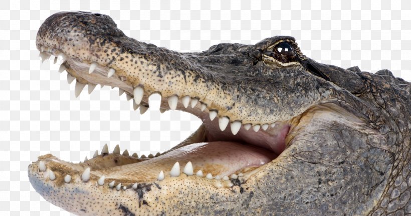 Saltwater Crocodile American Crocodile American Alligator, PNG, 1200x630px, Saltwater Crocodile, Alligator, American Alligator, American Crocodile, Animal Download Free