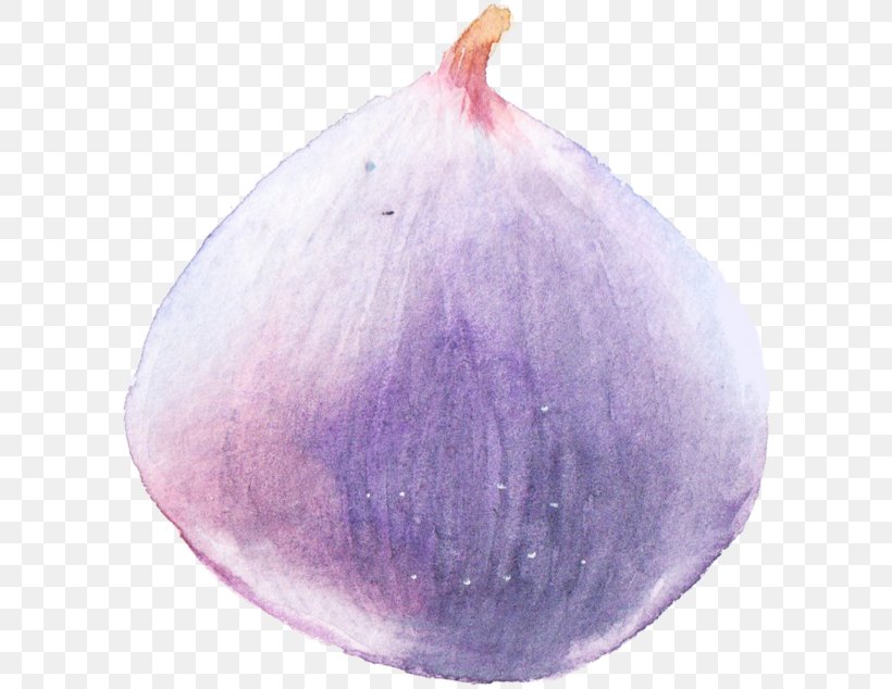 Watercolor Painting Clip Art, PNG, 600x634px, Watercolor Painting, Color, Lilac, Onion, Paint Download Free