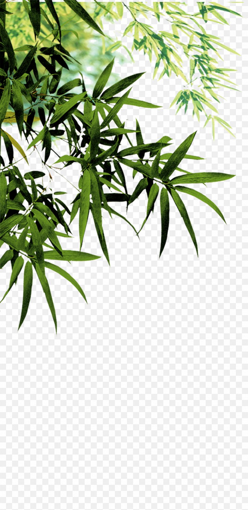 Anji County Bamboo Charcoal Software, PNG, 1584x3252px, Anji County, Bamboo, Bamboo Charcoal, Branch, Flowerpot Download Free