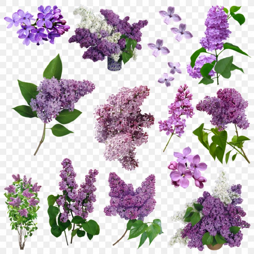 Lilac Flower Purple Violet, PNG, 894x894px, Lilac, Annual Plant, Flower, Flowering Plant, Herb Download Free