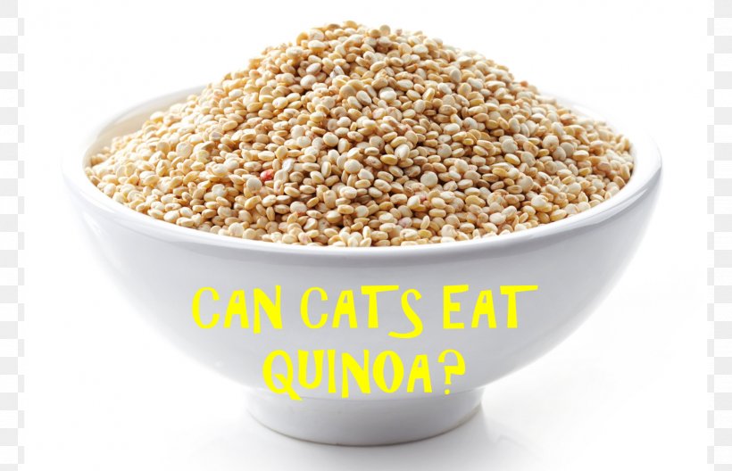 Oat Cereal Quinoa Breakfast Food, PNG, 1417x914px, Oat, Avena, Bowl, Breakfast, Cereal Download Free