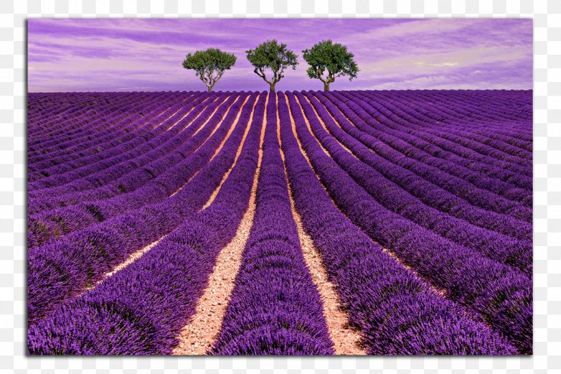 Provence Lavender Hotel Cloth Napkins Stock Photography, PNG, 1160x774px, Provence, Agriculture, Cloth Napkins, Crop, Ecoregion Download Free