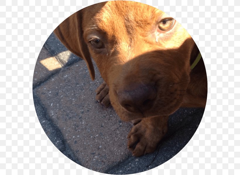 Redbone Coonhound Plott Hound Dachshund Vizsla Puppy, PNG, 600x600px, Redbone Coonhound, Breed, Carnivoran, Coonhound, Crossbreed Download Free
