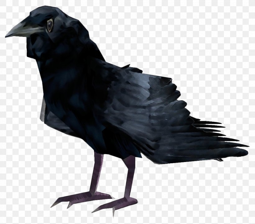 Bird Crow Raven Fish Crow Raven, PNG, 1020x900px, Watercolor, American Crow, Beak, Bird, Crow Download Free