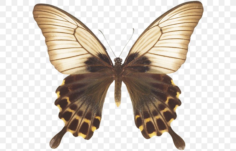 Brush-footed Butterflies Pieridae Gossamer-winged Butterflies Silkworm Butterfly, PNG, 600x527px, Brushfooted Butterflies, Arthropod, Bombycidae, Brush Footed Butterfly, Butterfly Download Free