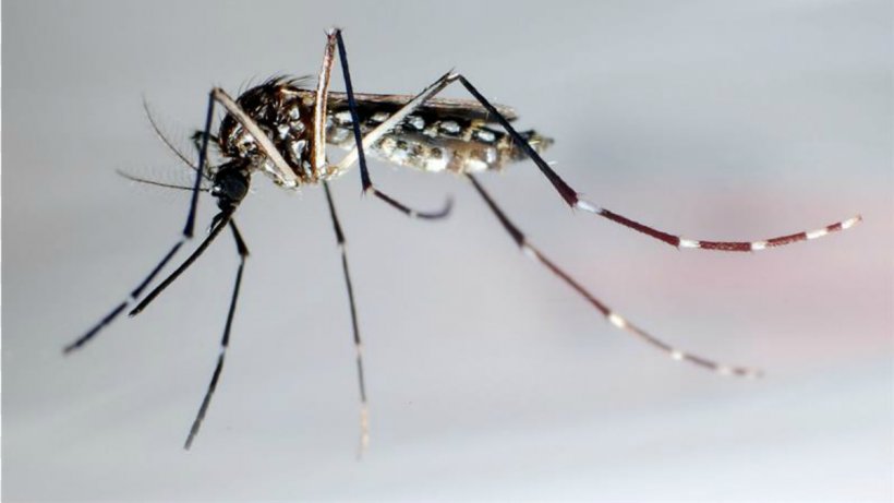 Mosquito Insect Nematocera Zika Virus Dengue, PNG, 1200x675px, Mosquito, Aedes Albopictus, Arthropod, Chikungunya Virus, Chikungunya Virus Infection Download Free