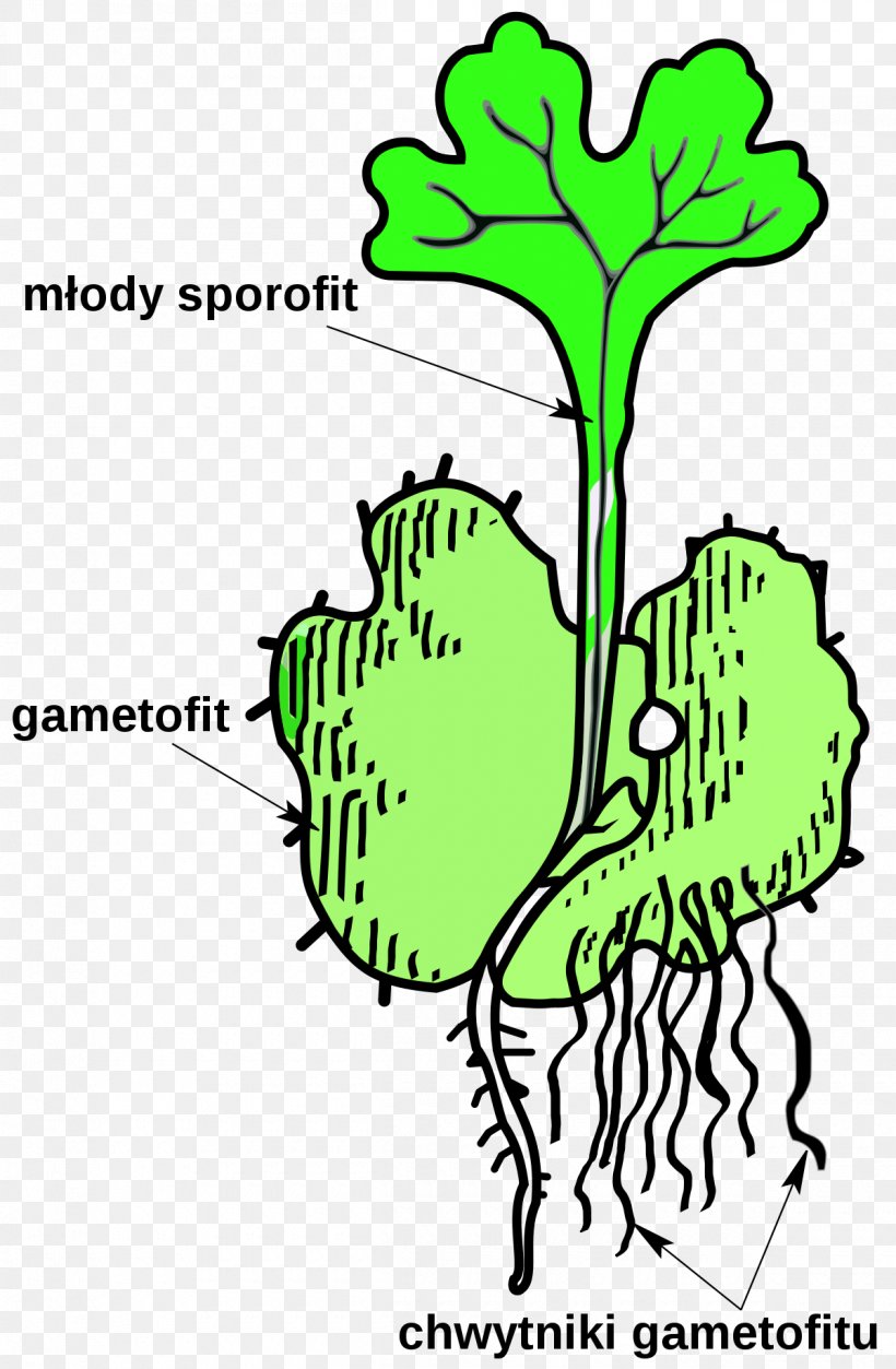 Sporophyte Gametophyte Vascular Plant Pteridophytes, PNG, 1200x1835px, Sporophyte, Algae, Alternation Of Generations, Area, Artwork Download Free