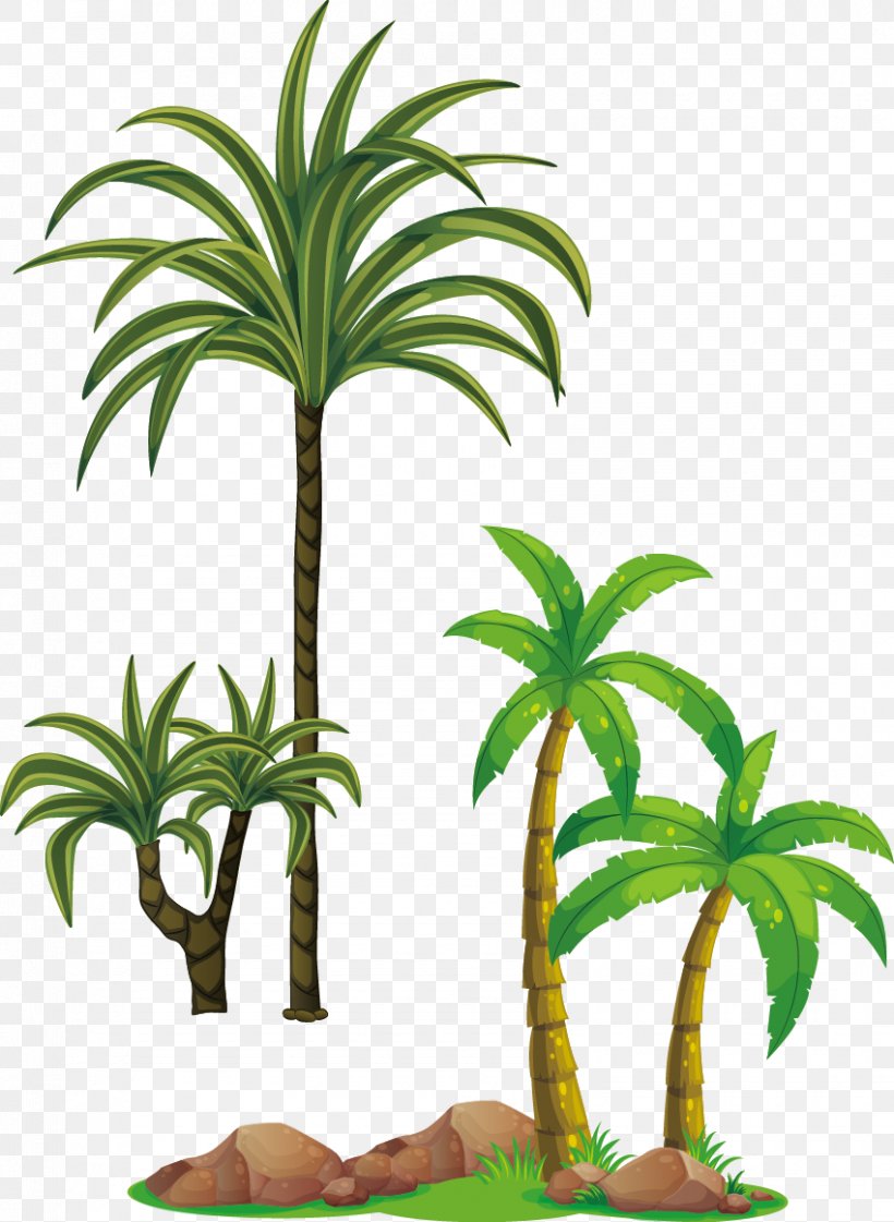 Tree Arecaceae Clip Art, PNG, 850x1163px, Tree, Arecaceae, Arecales, Coconut, Flower Download Free