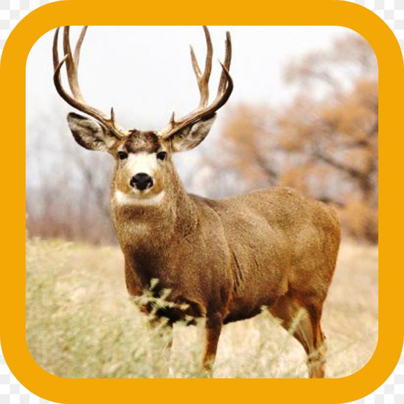 White-tailed Deer Mule Deer Moose, PNG, 1024x1024px, Deer, Antler, Biggame Hunting, Bowhunting, Deer Hunting Download Free