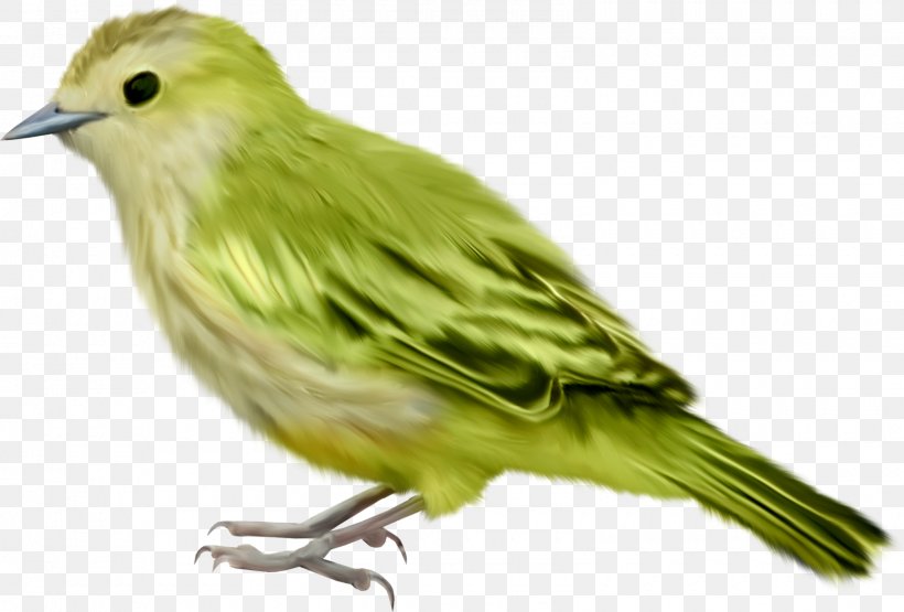 Bird Passerine Clip Art Parrot, PNG, 1600x1083px, Bird, Beak, Canary, Digital Image, Dinosaur Download Free