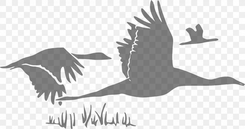 Canada Goose Cygnini Bird Flight, PNG, 1280x674px, Goose, Anatidae, Art, Artwork, Beak Download Free