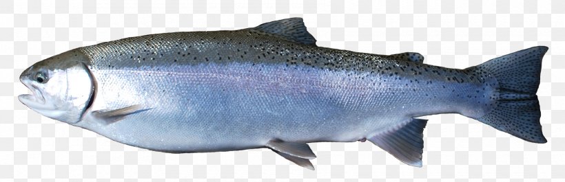 Coho Salmon Oily Fish Rainbow Trout, PNG, 1800x582px, Salmon, Animal, Animal Figure, Barramundi, Bony Fish Download Free