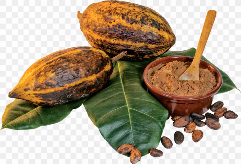 Cocoa Bean Cacao Tree Cocoa Solids Chocolate Organic Food, PNG, 824x560px, Cocoa Bean, Baking, Cacao Tree, Chocolate, Cocoa Solids Download Free
