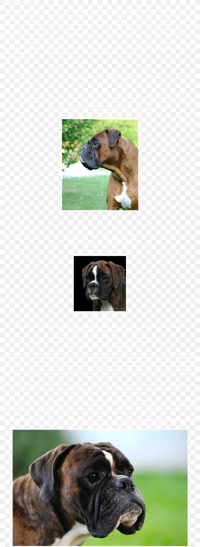 Dog Breed Boxer Leash Obedience Training Snout, PNG, 824x2248px, Dog Breed, Boxer, Breed, Dog, Dog Like Mammal Download Free