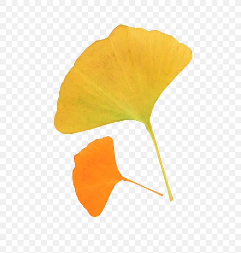 Leaf Ginkgo Biloba Autumn Deciduous, PNG, 554x864px, Leaf, Autumn, Autumn Leaf Color, Deciduous, Flower Download Free