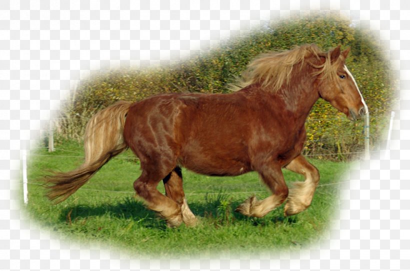 Mane Mustang Stallion Pony Mare, PNG, 853x565px, Mane, Animal, Fauna, Florida Kraze Krush Soccer Club, Grass Download Free