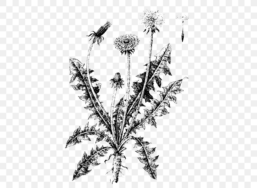 Weed Leaf, PNG, 439x600px, Common Dandelion, Biology, Dandelion, Fictionbook, Flora Download Free